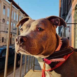 Meet your Posher, Madison